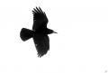 corbeau freux