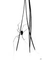 araignée (phalangium opilio)
