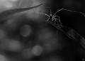 araignée (phalangium opilio)