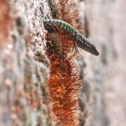 Lézard