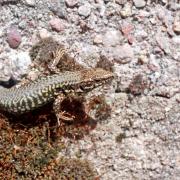 Lézard