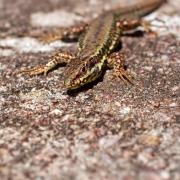 Lézard